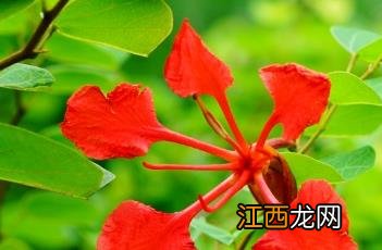 橙花羊蹄甲 橙花羊蹄甲图片