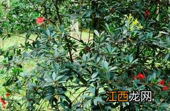 四季杜鹃红山茶花 杜鹃红山茶