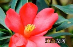 四季杜鹃红山茶花 杜鹃红山茶