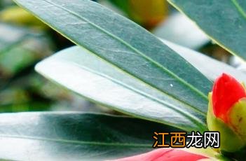 四季杜鹃红山茶花 杜鹃红山茶