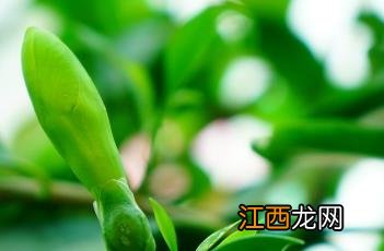 灰莉 灰莉的功效与作用