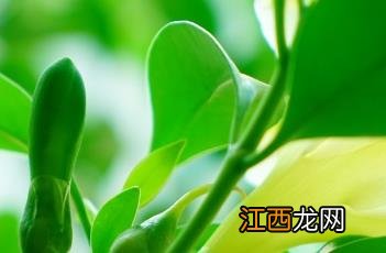 灰莉 灰莉的功效与作用