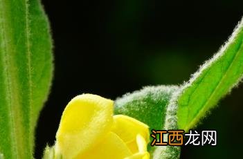 毛蕊花糖苷 毛蕊花