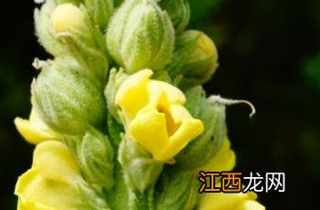 毛蕊花糖苷 毛蕊花