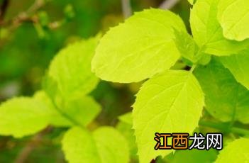 金叶山梅花开花 金叶山梅花