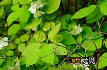 金叶山梅花开花 金叶山梅花