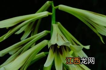 大百合花图片 大百合