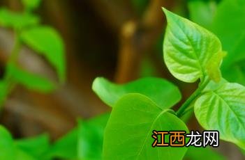 佛手丁香 佛手丁香茯苓猴头菇沙棘