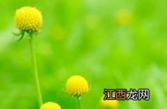 芳香堆心菊 堆心菊图片