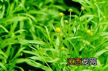 芳香堆心菊 堆心菊图片