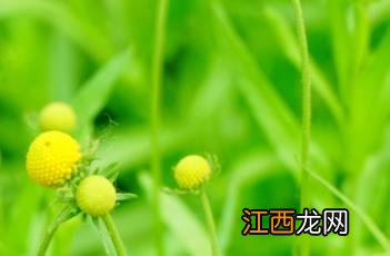 芳香堆心菊 堆心菊图片