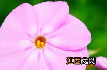 面包师厚叶福禄考