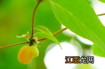 郁香忍冬花语 郁香忍冬