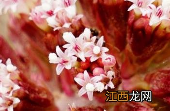 蜂斗菜图片 蜂斗菜