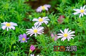 雁河菊有毒吗 雁河菊