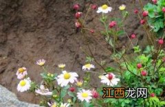 生地榆功能主治 地榆_证类本草