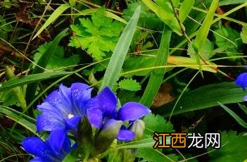 秦艽_本草经疏 秦艽 神农本草经