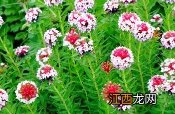 狼毒 狼毒花