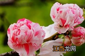 撒金碧桃 撒金碧桃批发