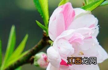 撒金碧桃 撒金碧桃批发