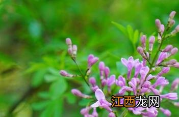 华丁香又叫什么 华丁香