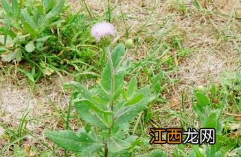 小蓟_本草图经 小蓟草入药部位