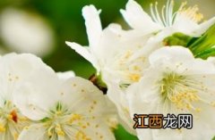 白花山碧桃 白花山碧桃花语