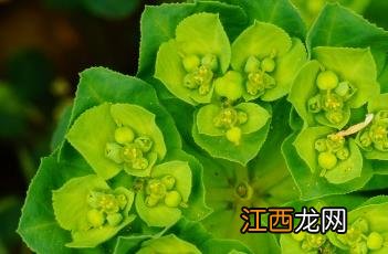 泽漆的功效与主治 泽漆_证类本草