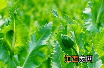 罂粟花图片 罂粟