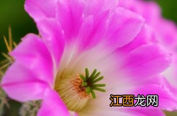 美花角仙人球 美花角