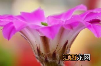 美花角仙人球 美花角