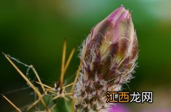 美花角仙人球 美花角