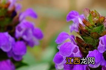 夏枯草 本经 夏枯草_本草思辨录