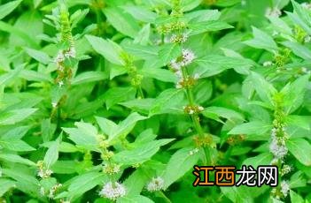 薄荷_本草新编 薄荷本草经