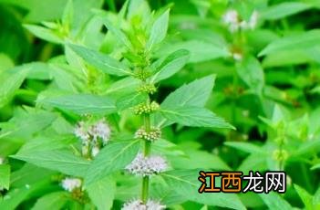 薄荷_本草新编 薄荷本草经