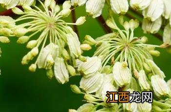 白芷_本草图经 历代本草药性汇解白芷