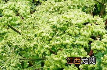 白芷图片 香料 白芷