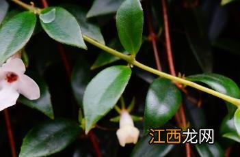 玉唇花好养吗 玉唇花