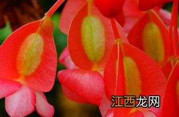 斑叶竹节秋海棠 斑叶竹节秋海棠的寓意