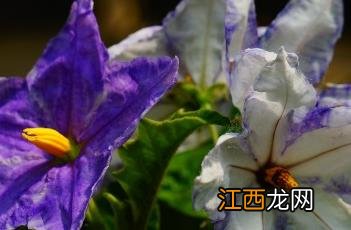 大花茄有毒吗 大花茄