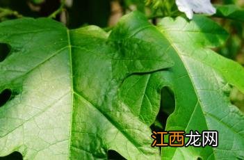 大花茄有毒吗 大花茄