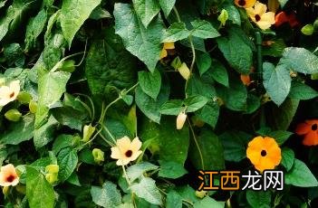 翼叶山牵牛 翼叶山牵牛花有毒吗