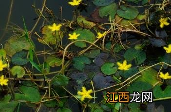 水金莲花 水金莲花图片