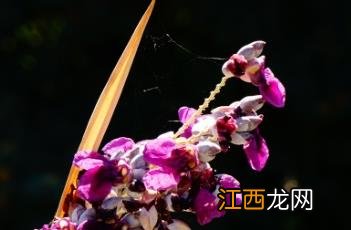 再力花图片 再力花