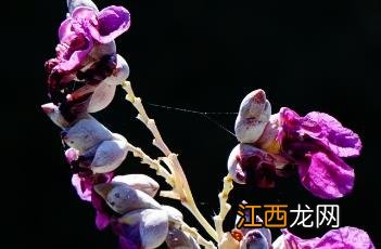 再力花图片 再力花