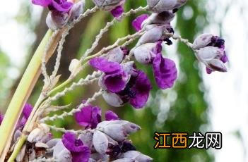 再力花图片 再力花