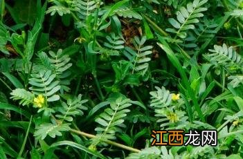 蒺藜根是什么 蒺藜根