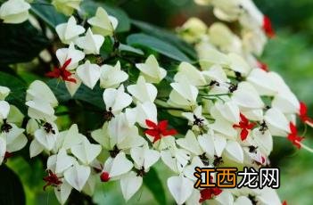 龙吐珠 龙吐珠花怎么剪枝才能开花