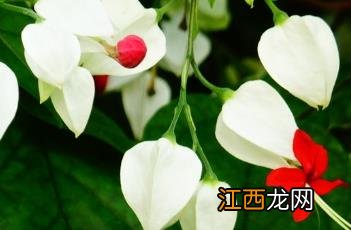 龙吐珠 龙吐珠花怎么剪枝才能开花