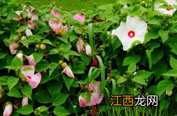 芙蓉葵红是什么颜色 芙蓉葵